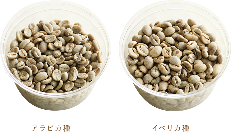 アラビカ種/カネフォラ種